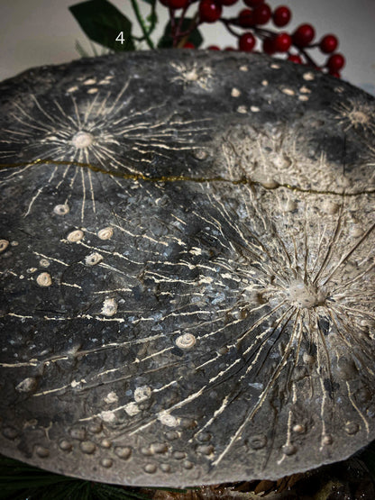 Kintsugi Moon | Luna da muro