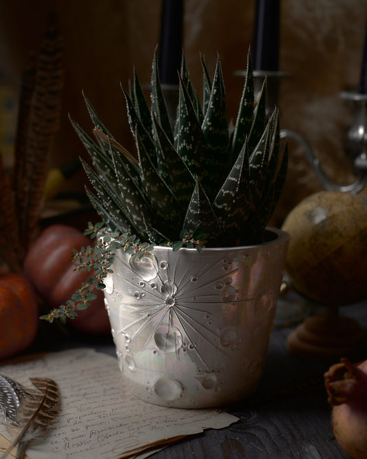 vaso in ceramica lunare con pianta grassa